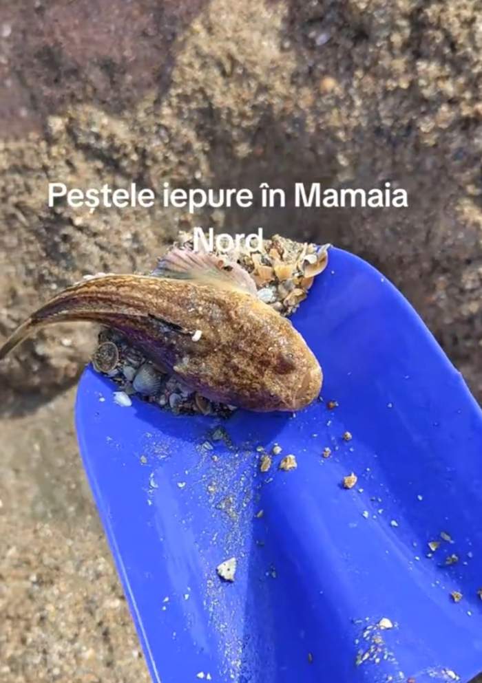 Peștele iepure, surprins și pe litoralul românesc? Imaginile din Mamaia Nord au provocat panică printre turiști