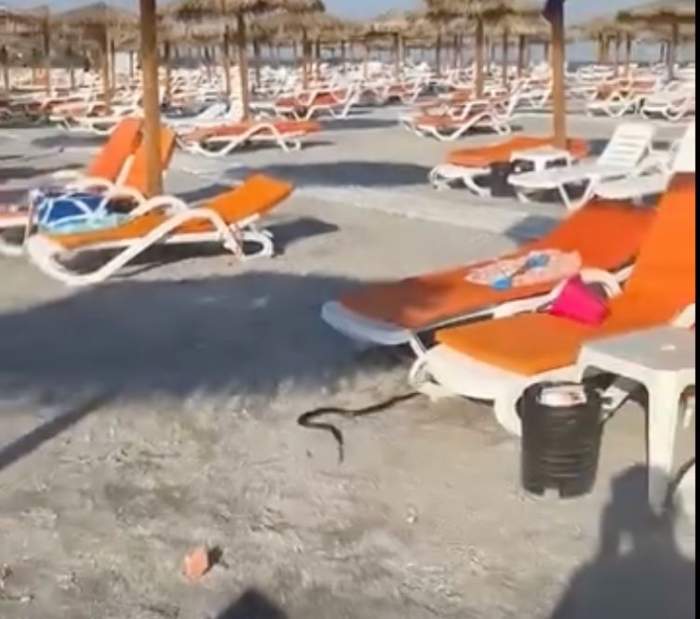 Turiștii de pe litoral, băgați în sperieți! A apărut un șarpe de 1,5 metri pe plajă
