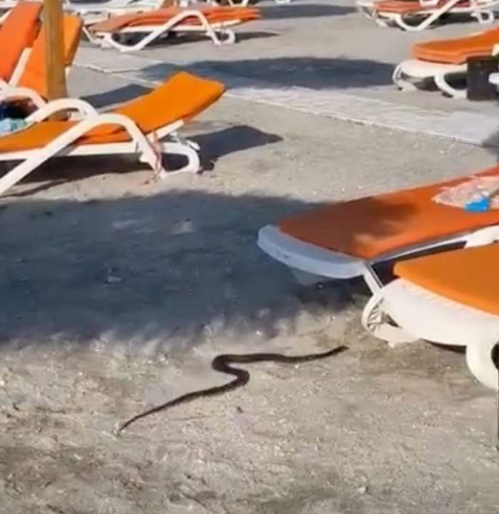 Șarpe pe plajă