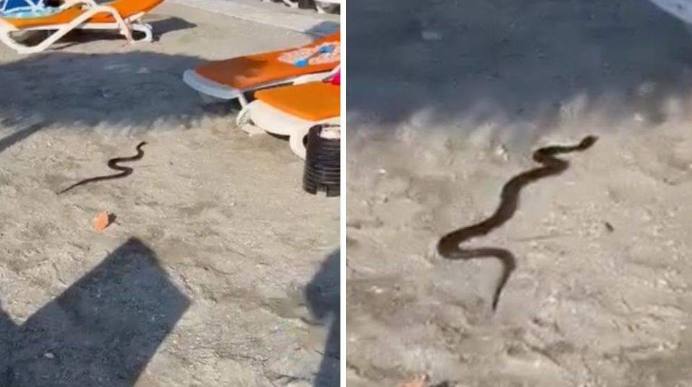 Colaj foto cu șarpele de pe litoral