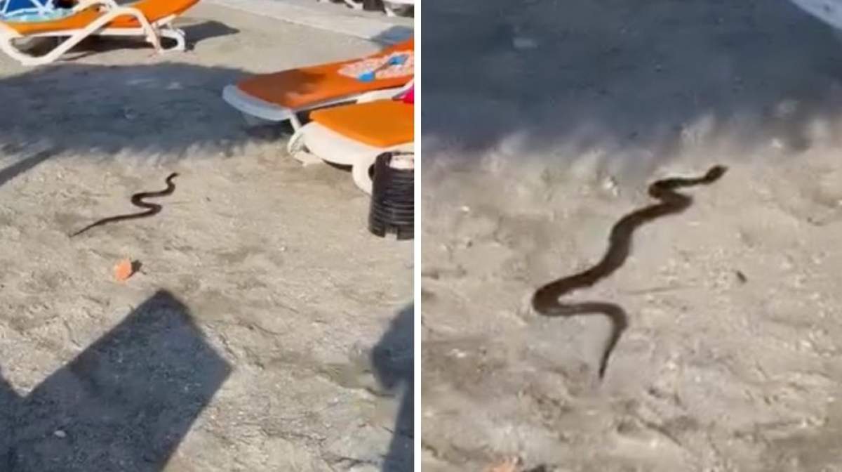 Colaj foto cu șarpele de pe litoral