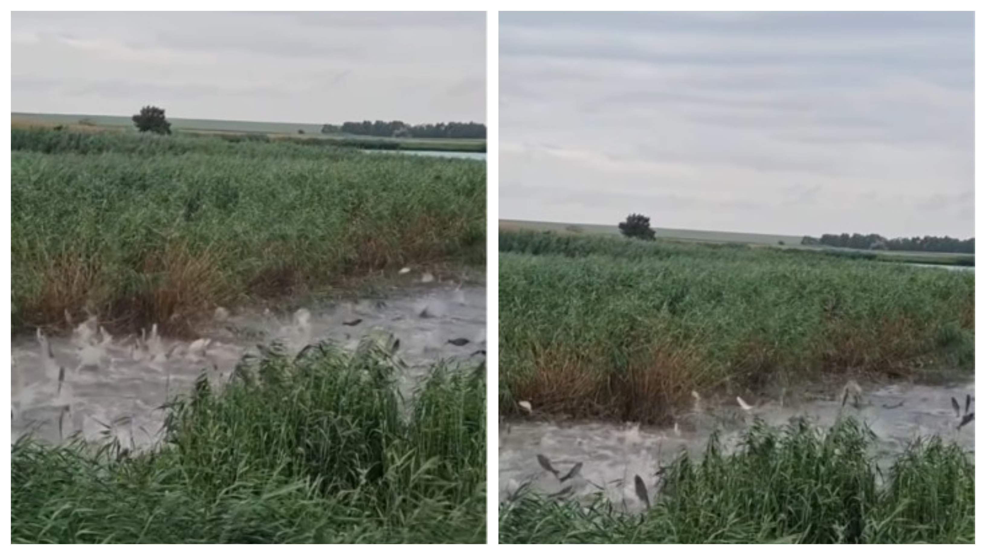 Fenomen ciudat, în Prahova! Peștii sar din apă singuri