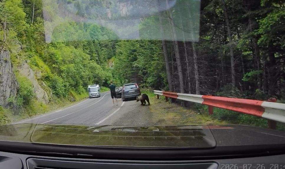 Imagini incredibile de pe Transfăgărășan! Un turist stătea relaxat pe telefon, în timp ce în spatele lui era un urs