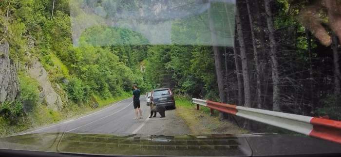 Imagini incredibile de pe Transfăgărășan! Un turist stătea relaxat pe telefon, în timp ce în spatele lui era un urs