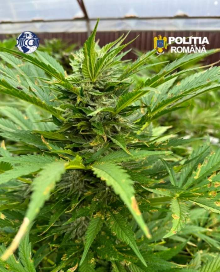 Polițiștii au descoperit o cultură uriașă de canabis în Neamț. Cum arăta sera