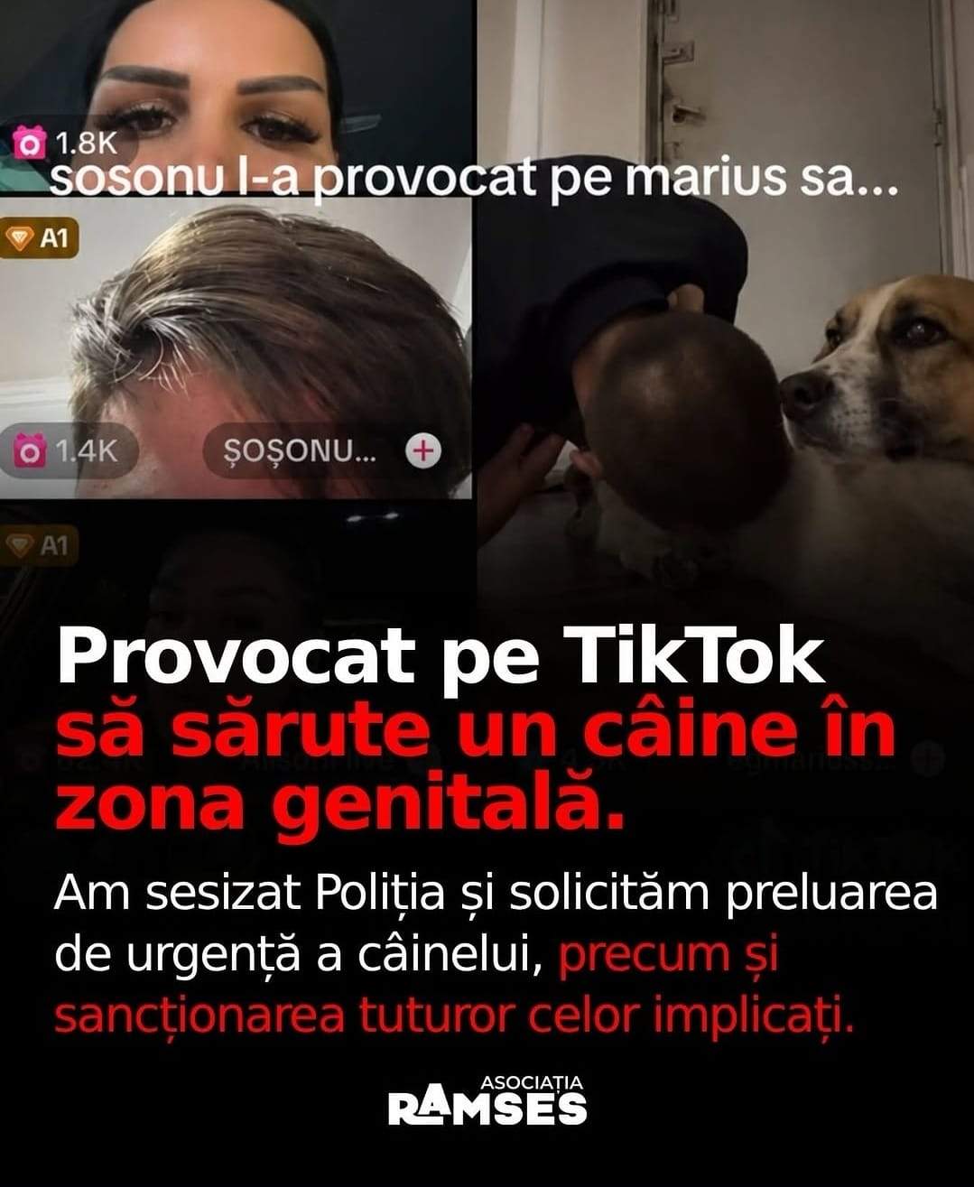 captură de pe TikTok