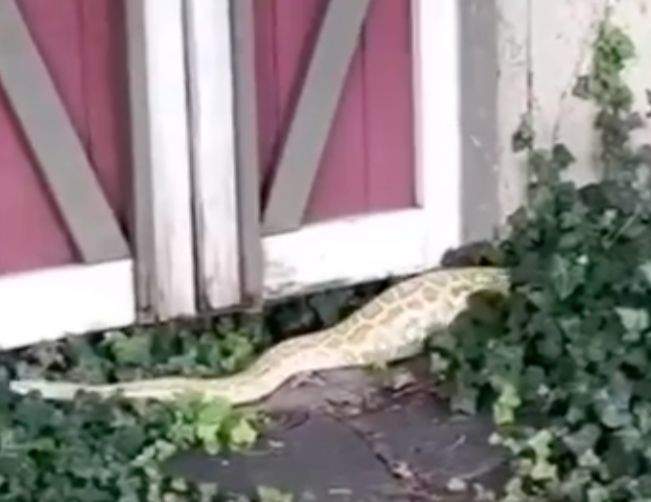 Șarpele găsit în curtea unei familii din New Jersey