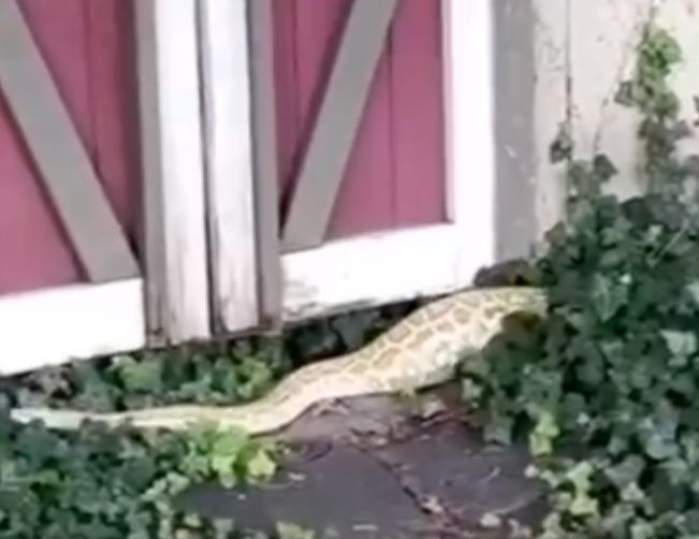 Șarpele găsit în curtea unei familii din New Jersey