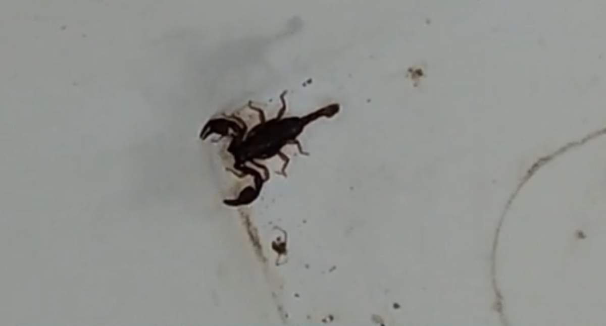 scorpioni