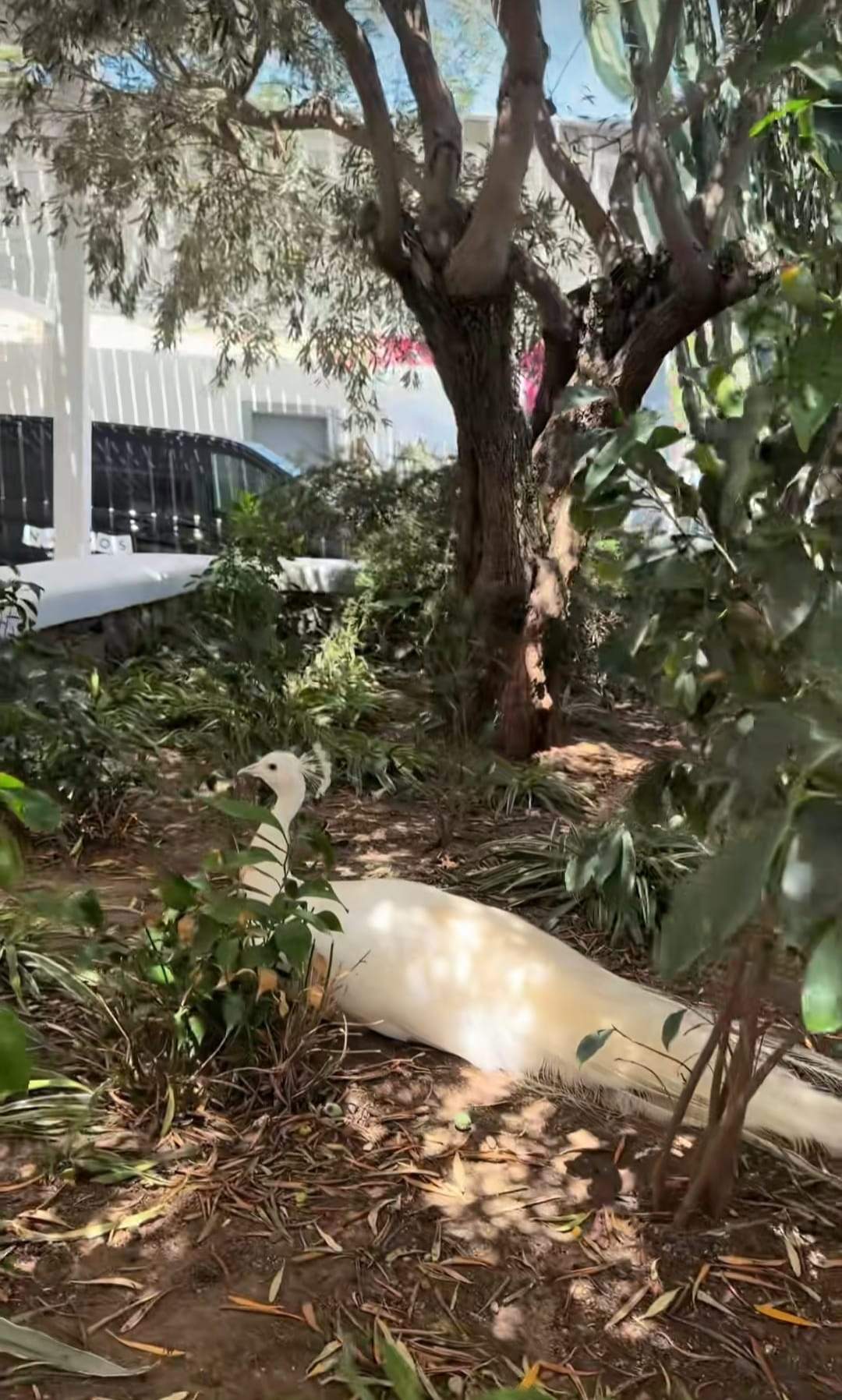 Cât costă o noapte de cazare la hotelul la care este Alex Bodi, în Mykonos. Imagini cu vila de lux