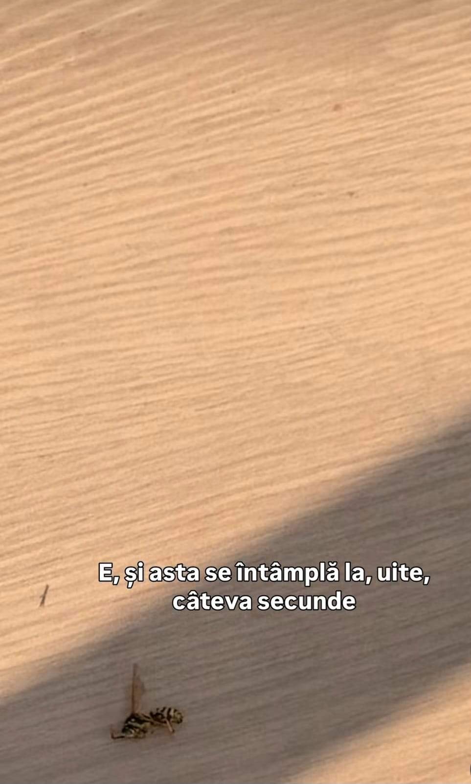 viespi pe jos