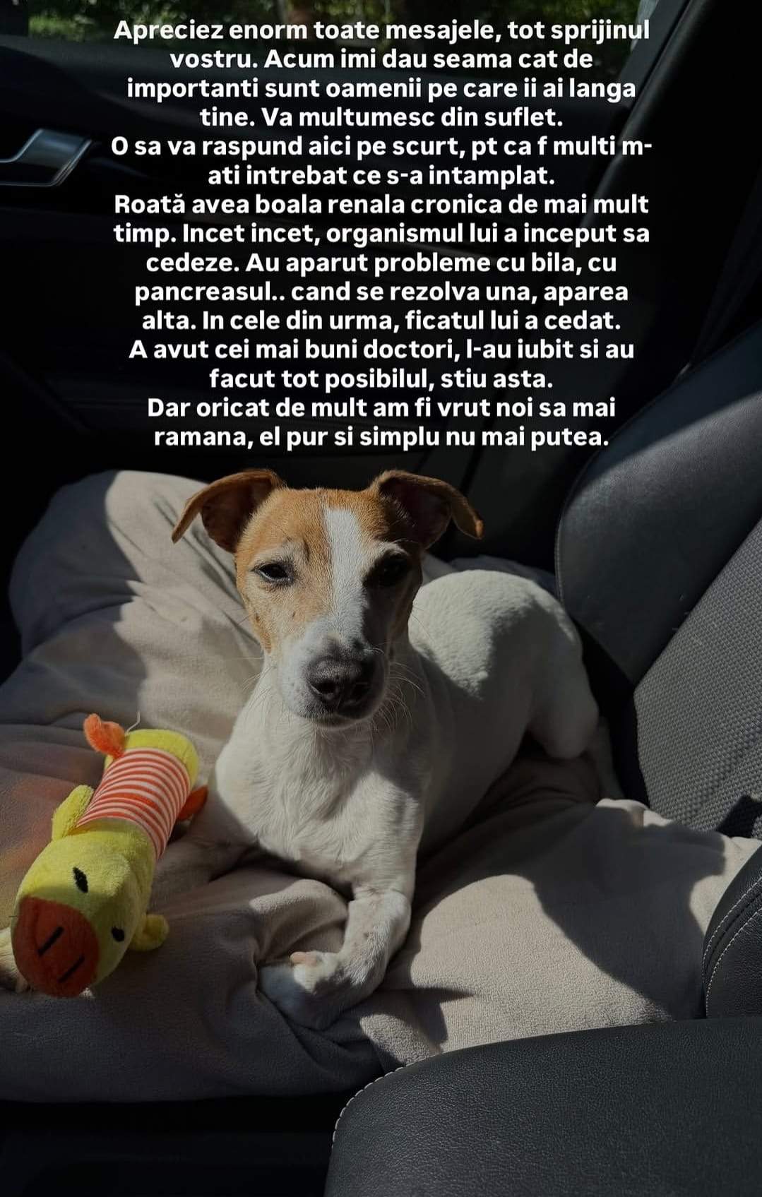 Câinele Teodorei Stoica, Roată, a murit! Fiica lui Mihai Stoica trece prin momente grele: ”Iubirea vieții mele”