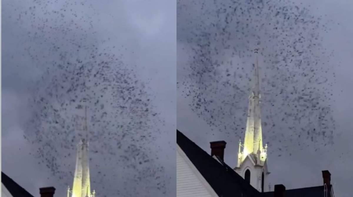Colaj foto cu păsările din Salem