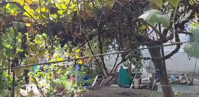Așa arată casa în care și-ar fi găsit sfârșitul Valentina, tânăra al cărei trup a fost găsit într-o valiză, în râul Olt