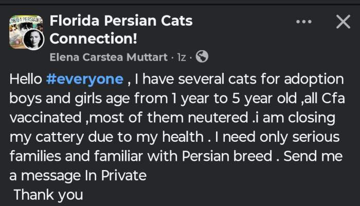 Elena Carstea inchide crescatoria de pisici