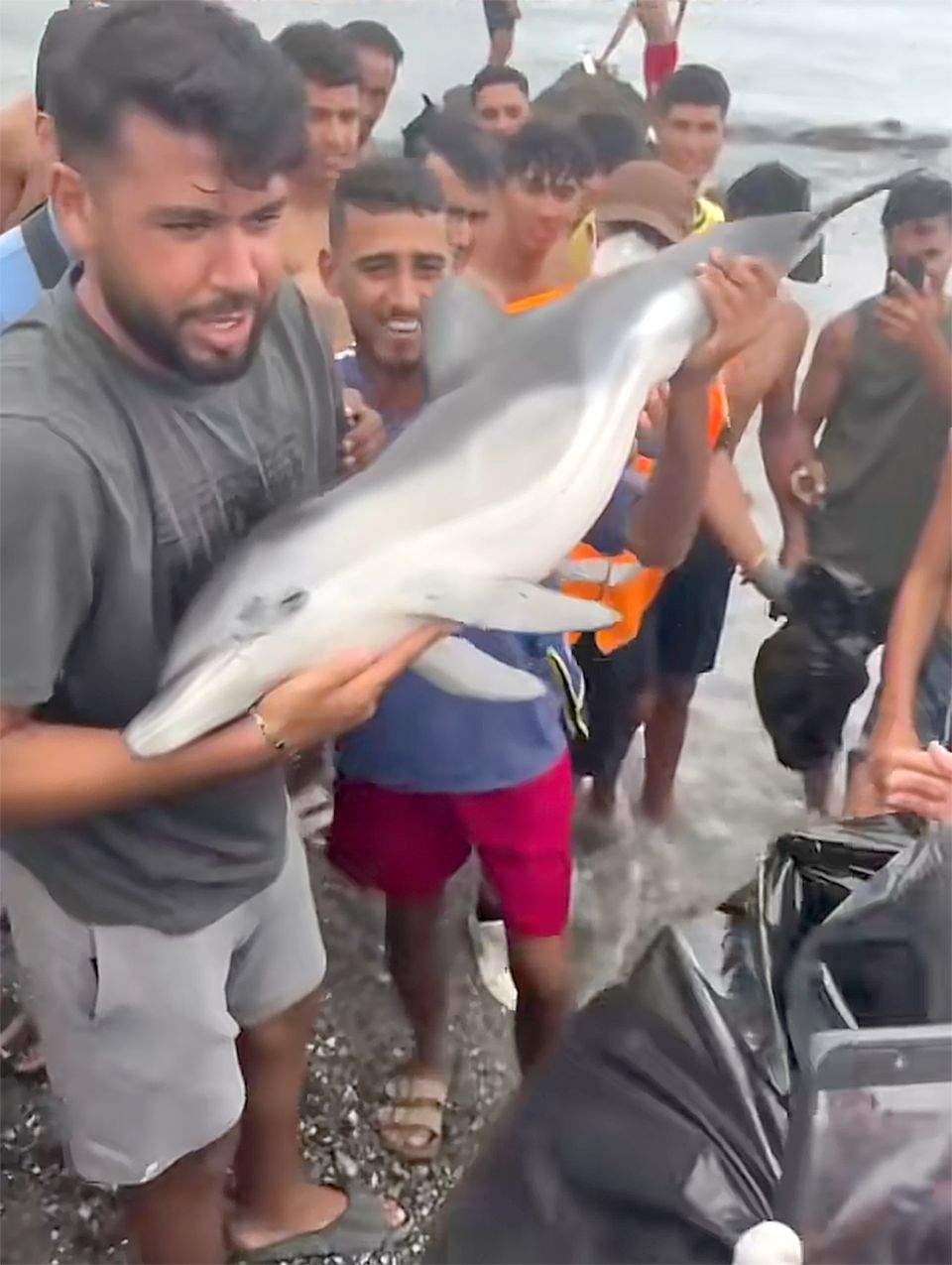 delfin