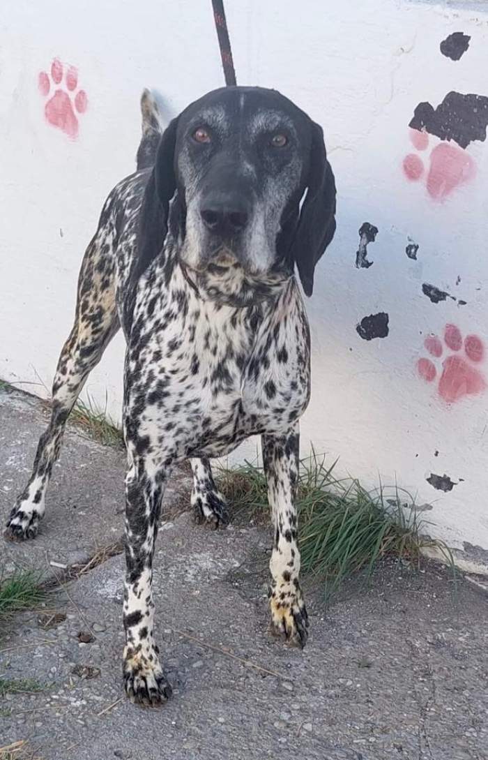 Metis Rasa Alte două persoane au fost atacate de un câine pe o stradă din ...